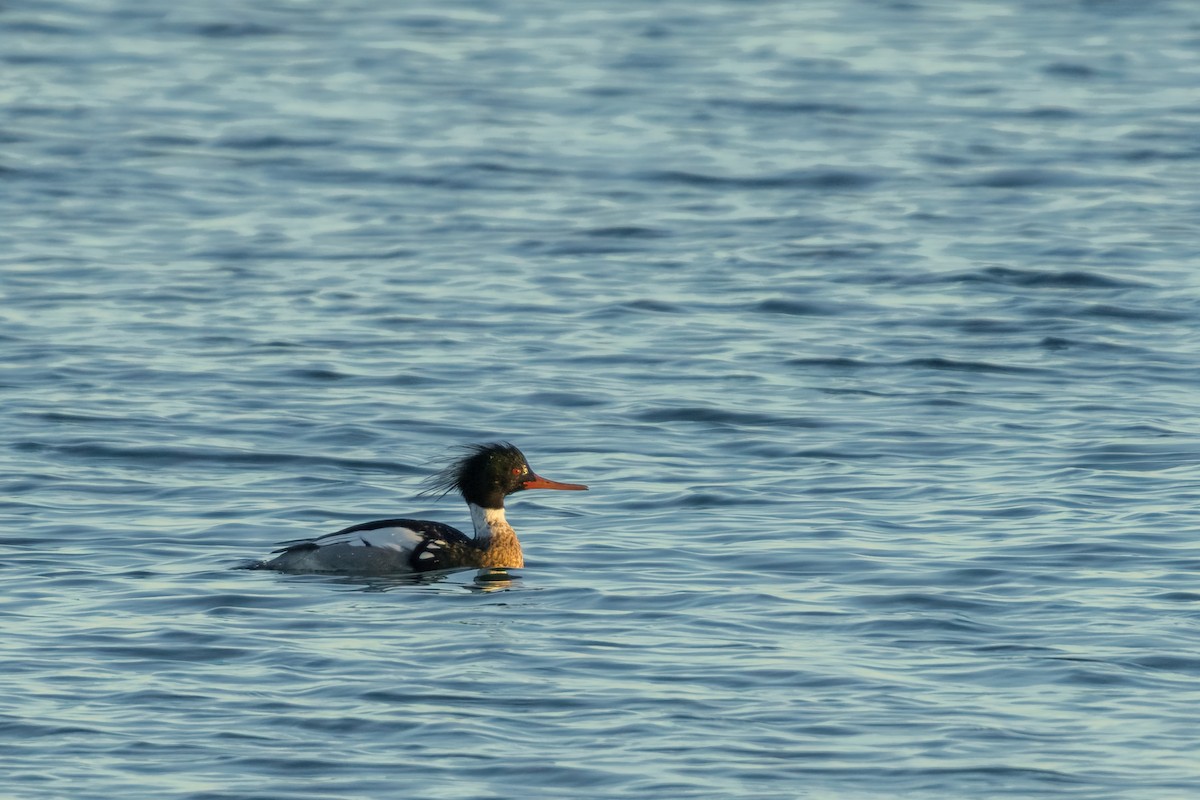 Tarakdiş - ML644802663