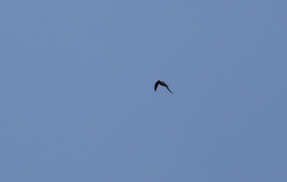 White-collared Swift - ML644802668