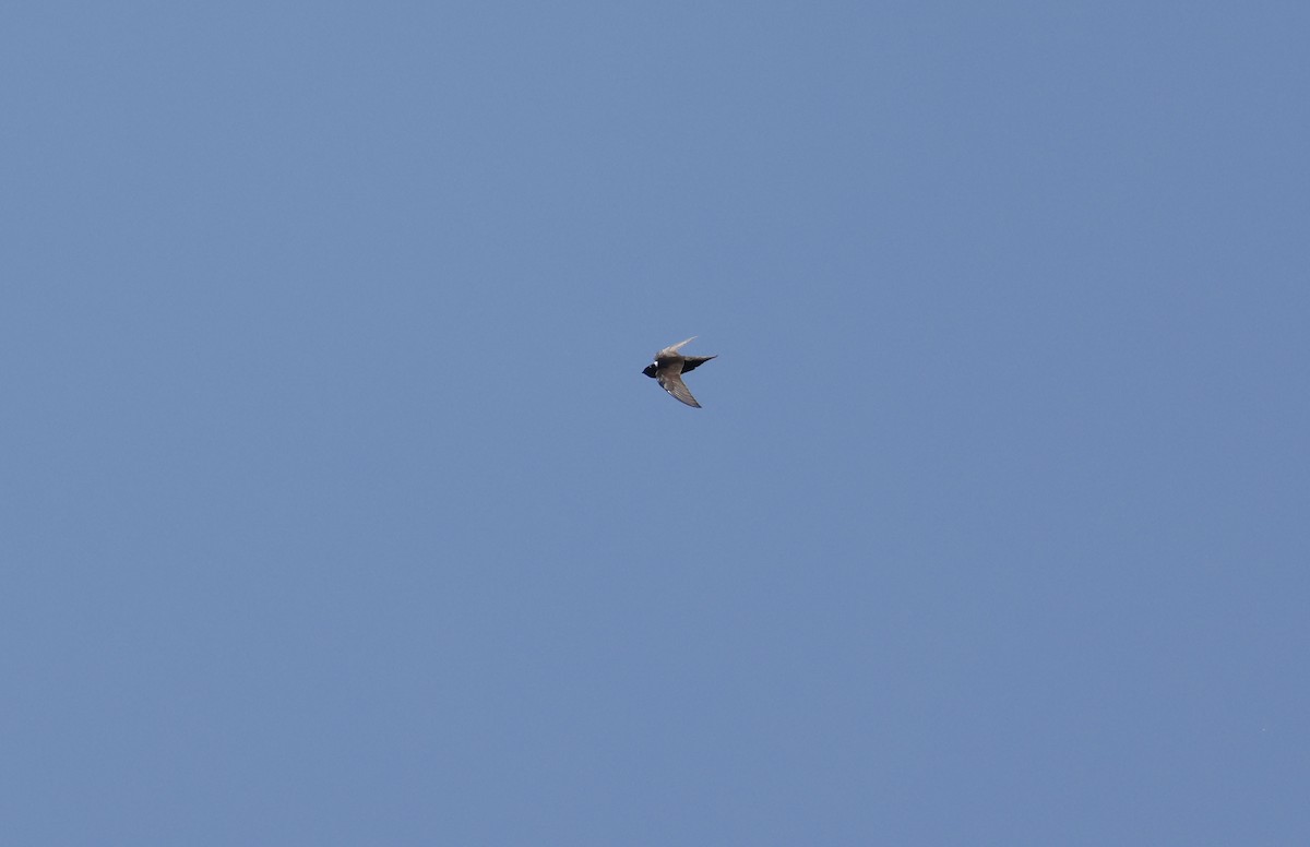 White-collared Swift - ML644802669