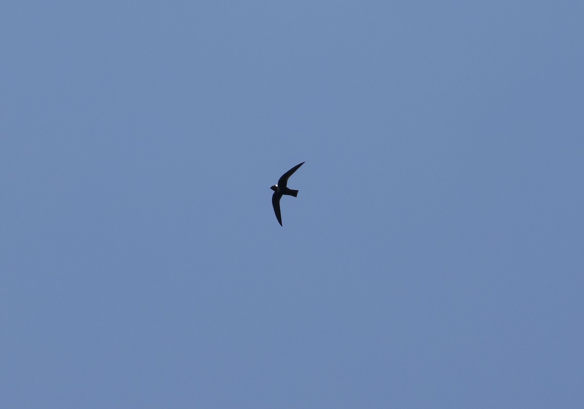 White-collared Swift - ML644802670