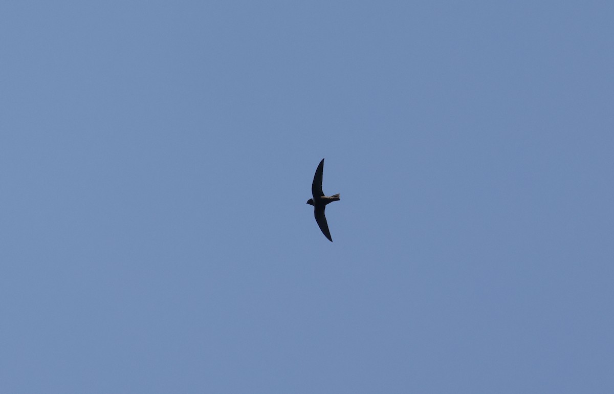 White-collared Swift - ML644802671