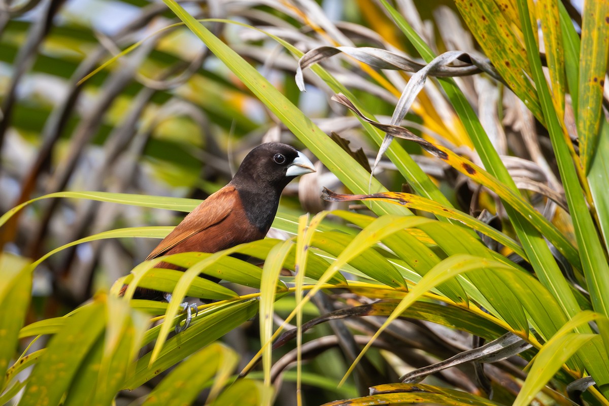 Chestnut Munia - ML644802676