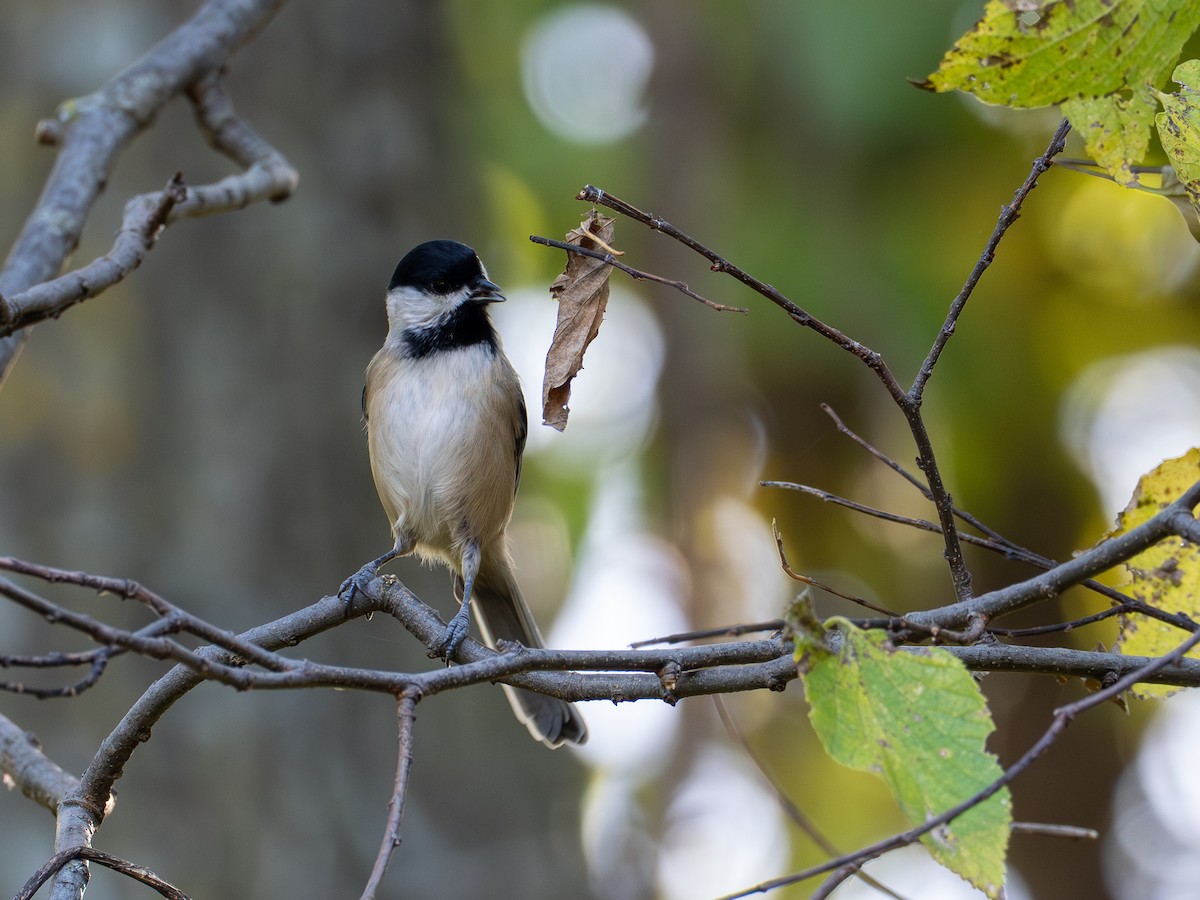 Black-capped Chickadee - ML644802679