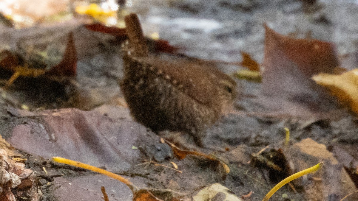 Winter Wren - ML644802680