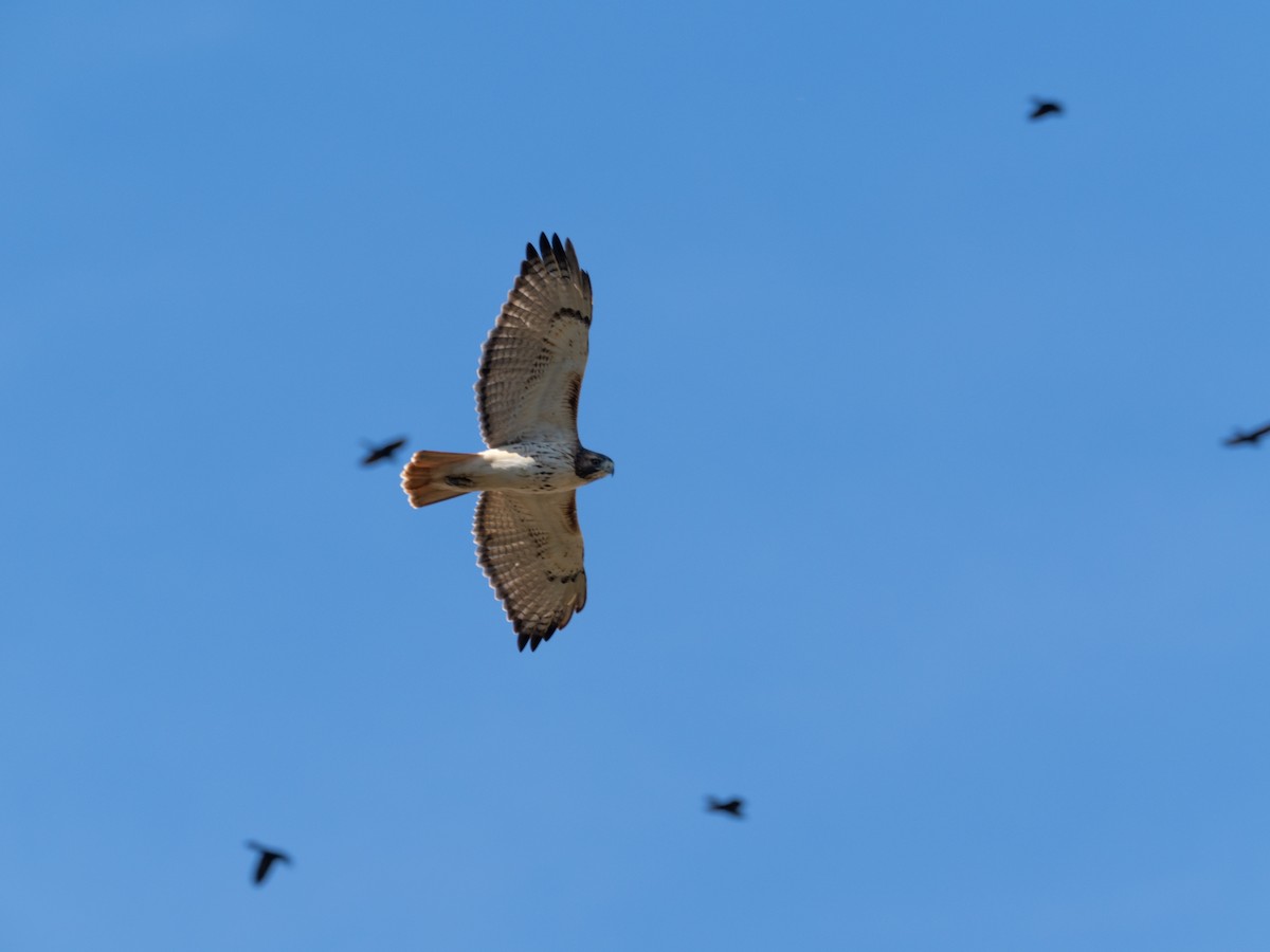 káně rudochvostá - ML644802682