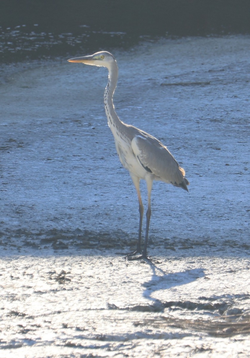 Airone cenerino - ML644802683