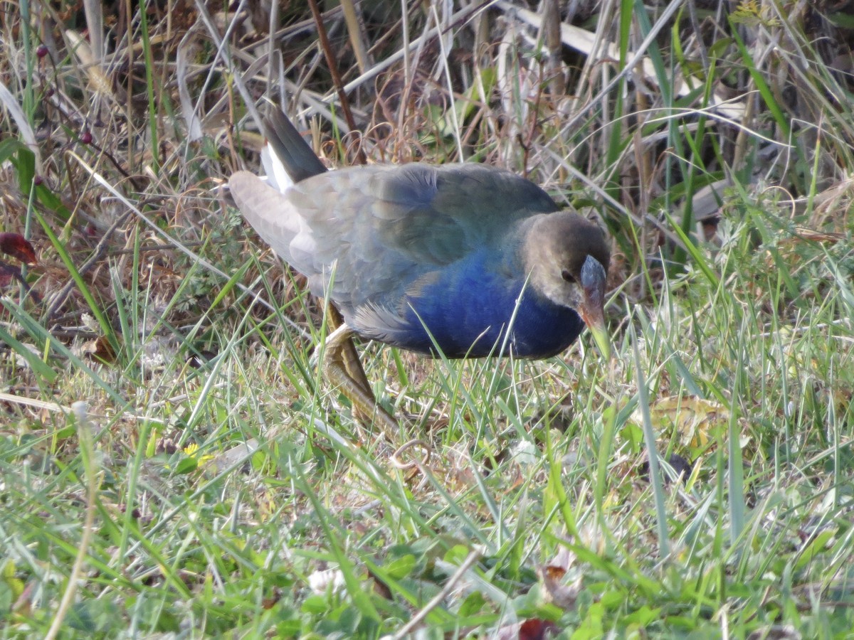 Малая султанка - ML644802687