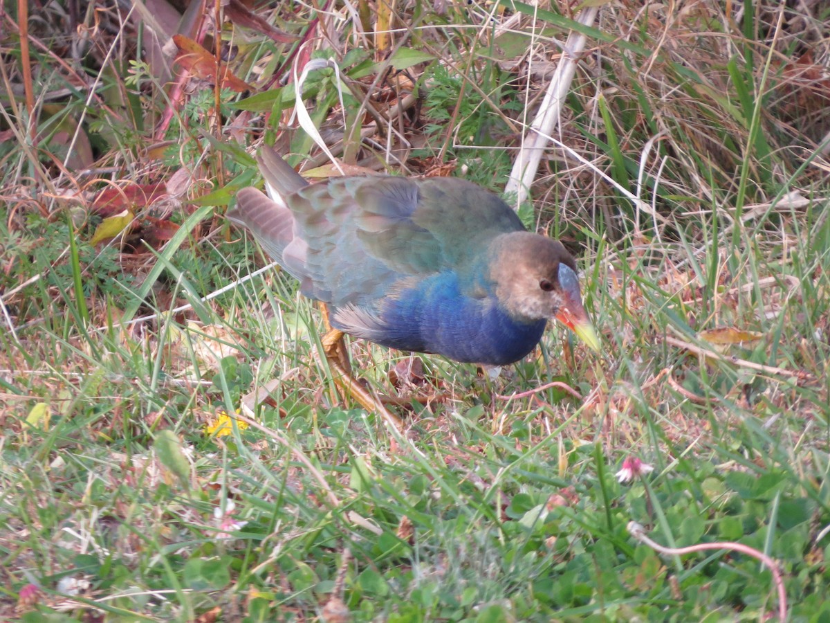 Малая султанка - ML644802688