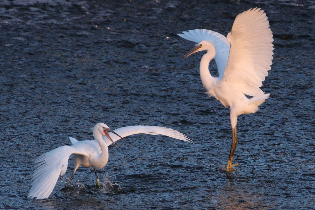 Little Egret x Western Reef-Heron (hybrid) - ML644802692