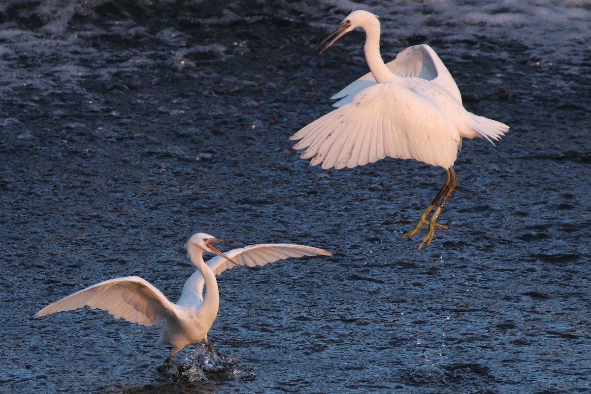 Little Egret x Western Reef-Heron (hybrid) - ML644802693