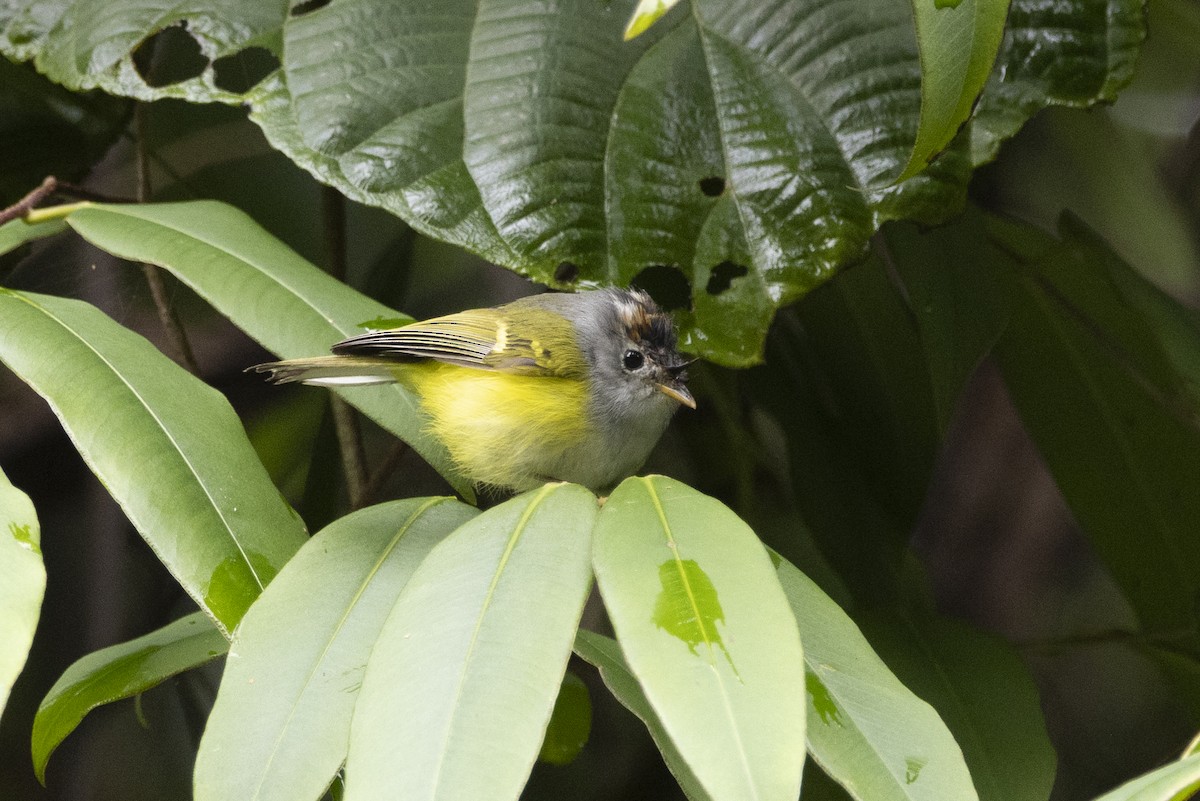 Chestnut-crowned Warbler - ML644802702