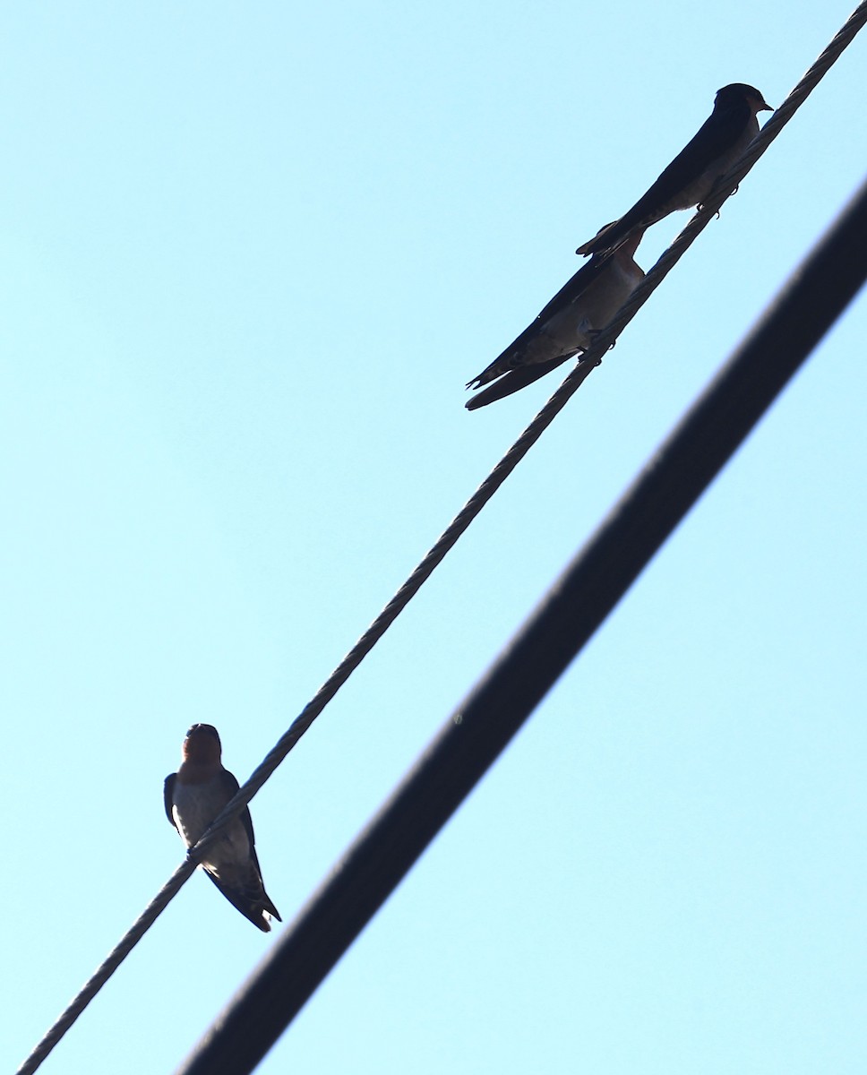 Pacific Swallow - ML644802703