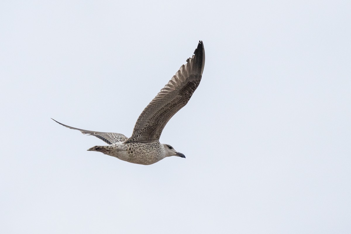 Great Black-backed Gull - ML644802704