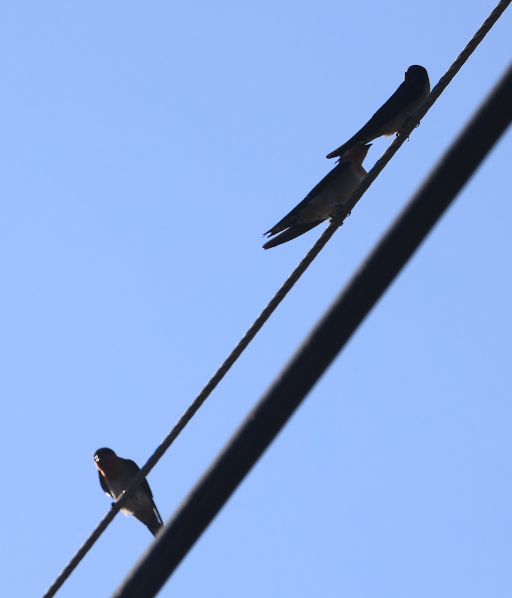 Pacific Swallow - ML644802712