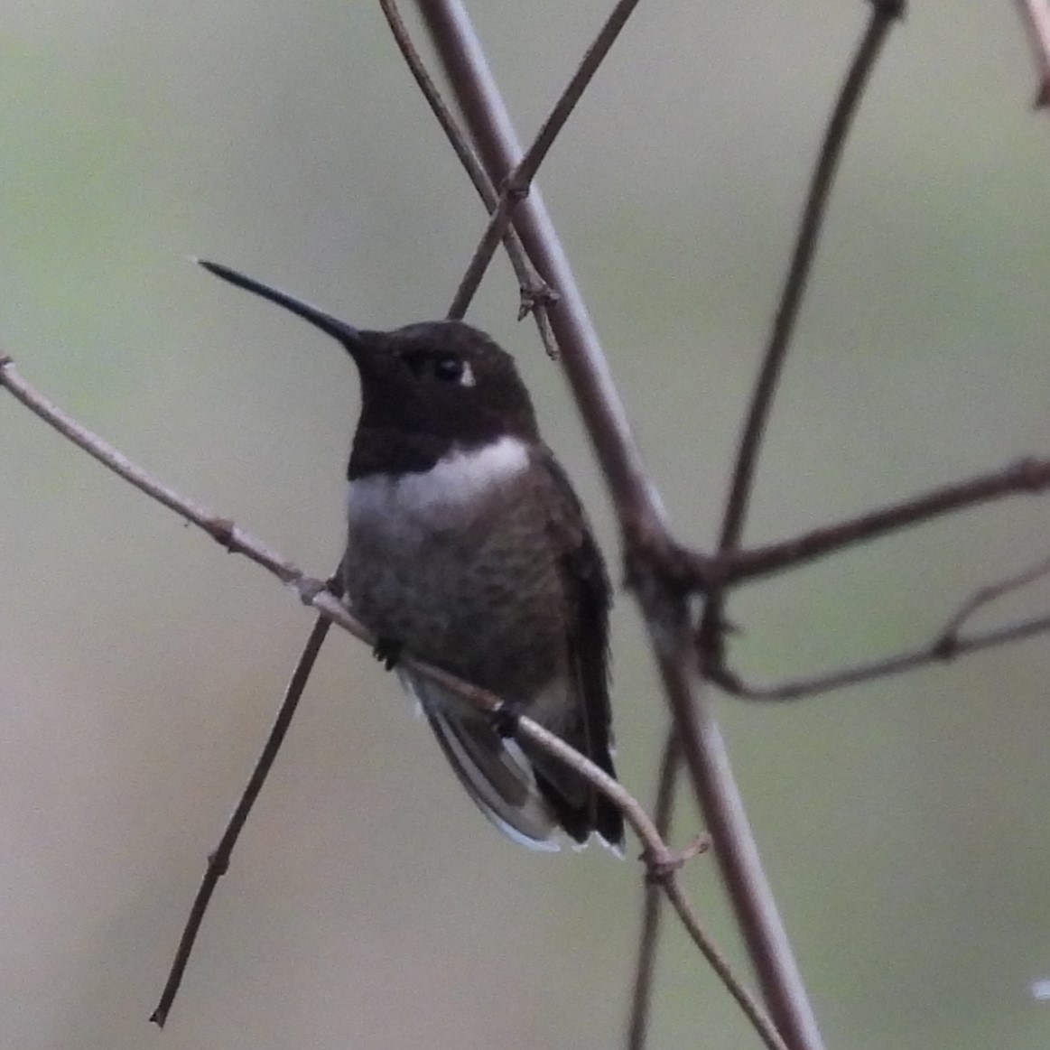 Ruby-throated/Black-chinned Hummingbird - ML644802748