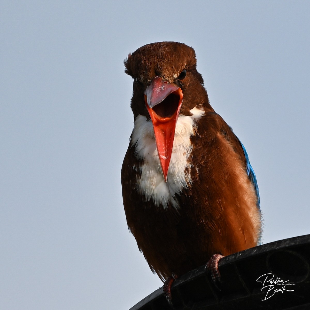 White-throated Kingfisher - ML644802749