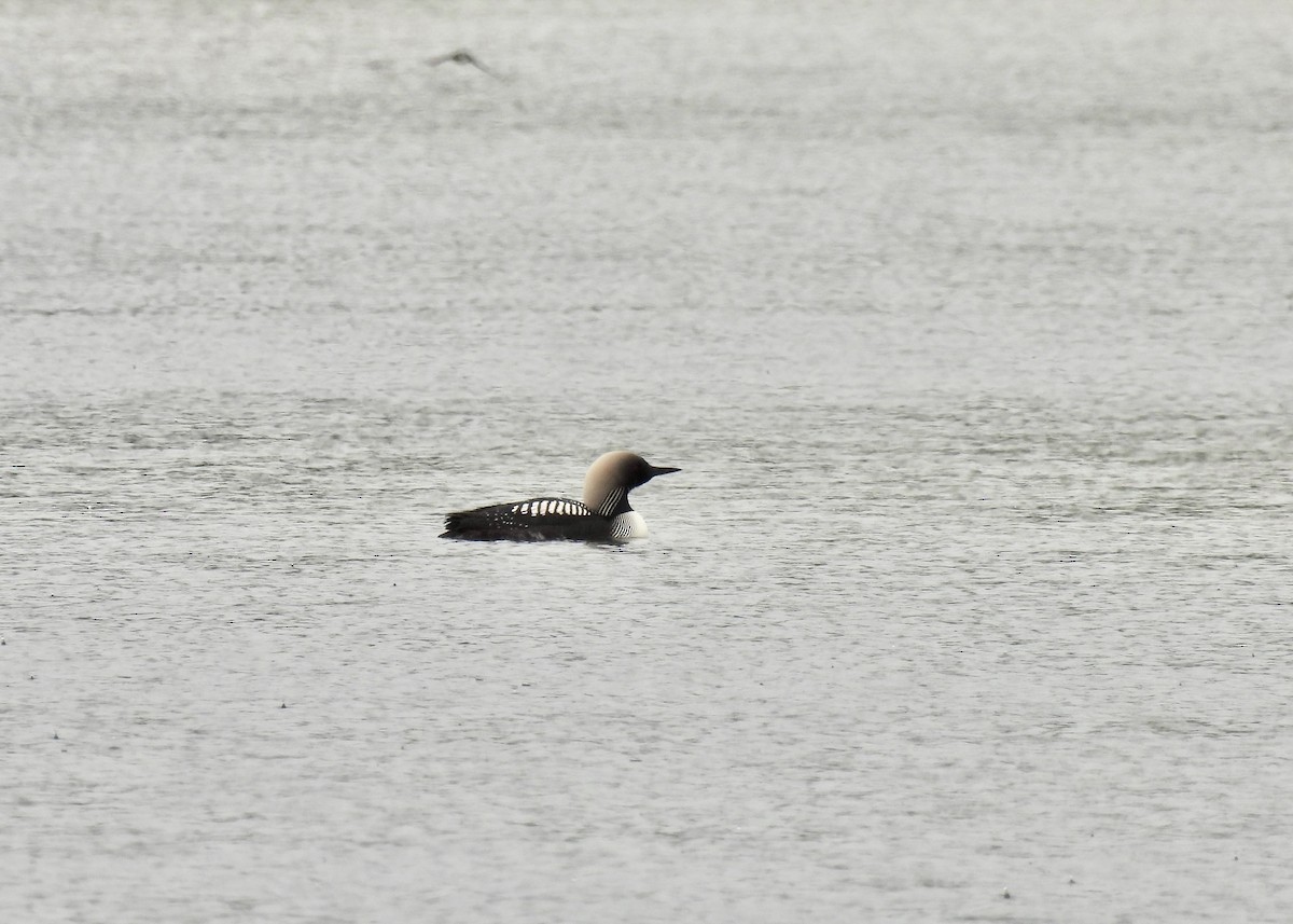 Pacific Loon - ML644802751