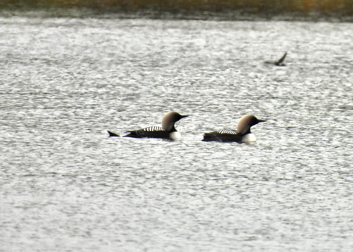 Pacific Loon - ML644802752