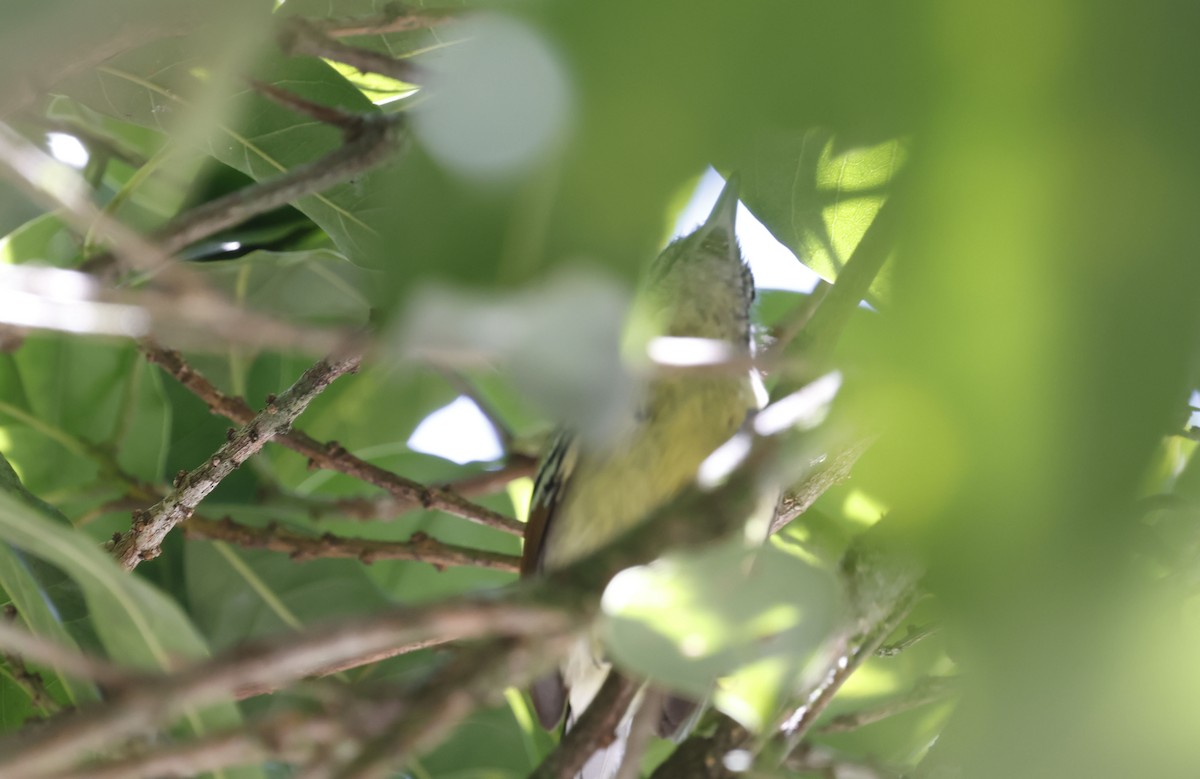 Rufous-margined Antwren - ML644802753