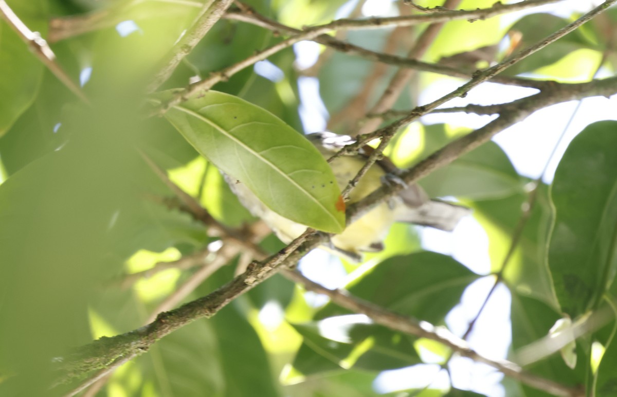 Rufous-margined Antwren - ML644802754