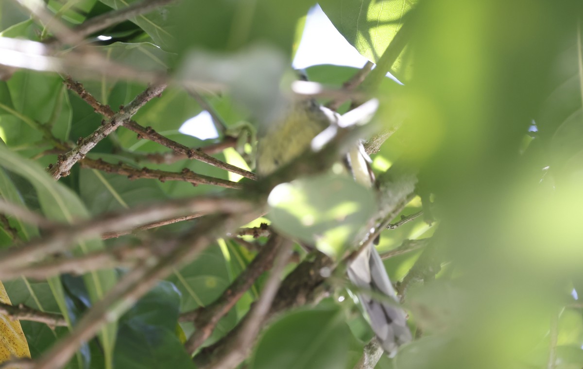 Rufous-margined Antwren - ML644802755