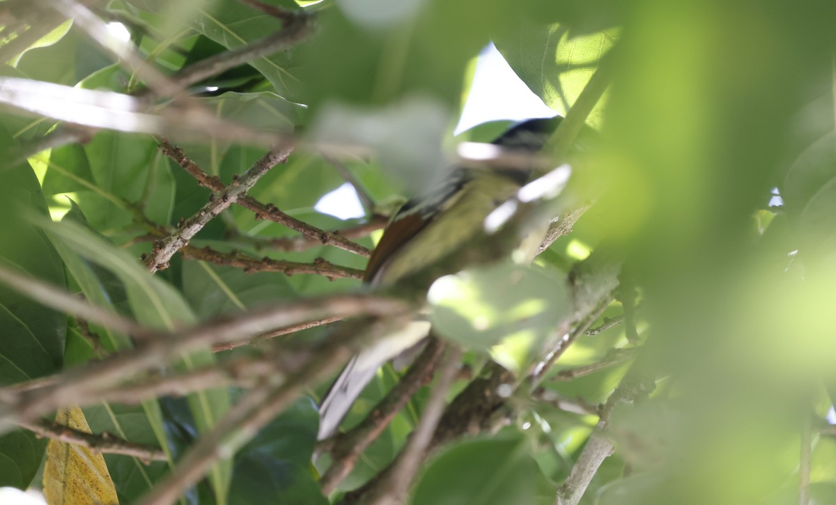 Rufous-margined Antwren - ML644802756