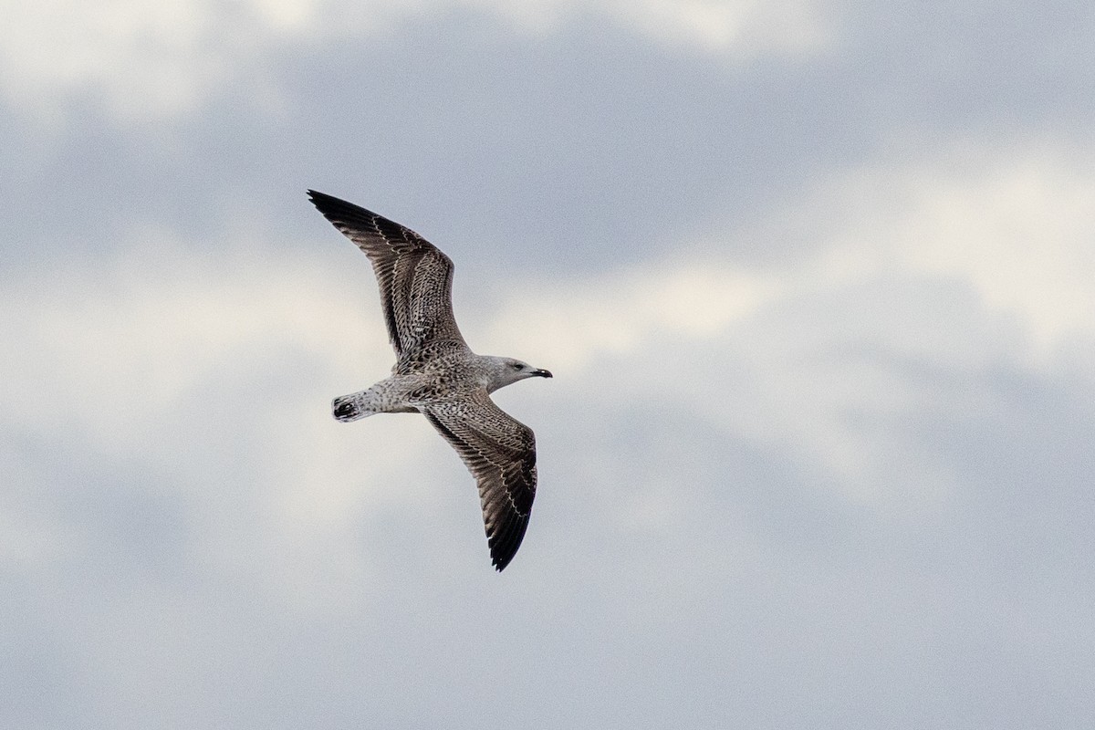 Great Black-backed Gull - ML644802758