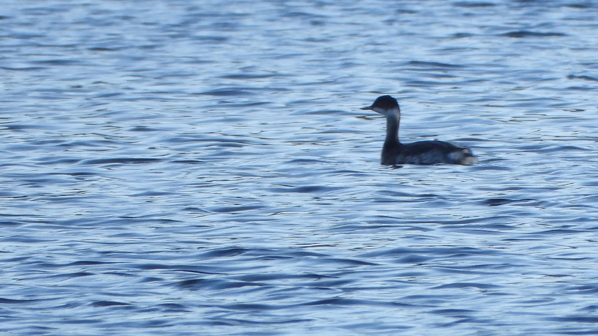 potápka černokrká - ML644802759