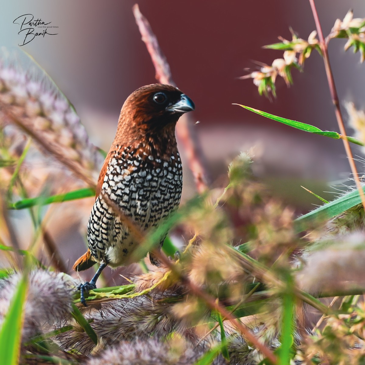 Scaly-breasted Munia - ML644802764