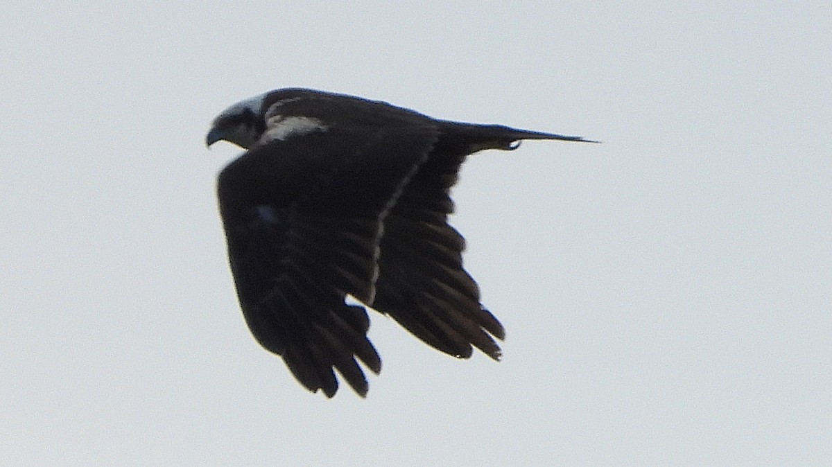 Western Marsh Harrier - ML644802765