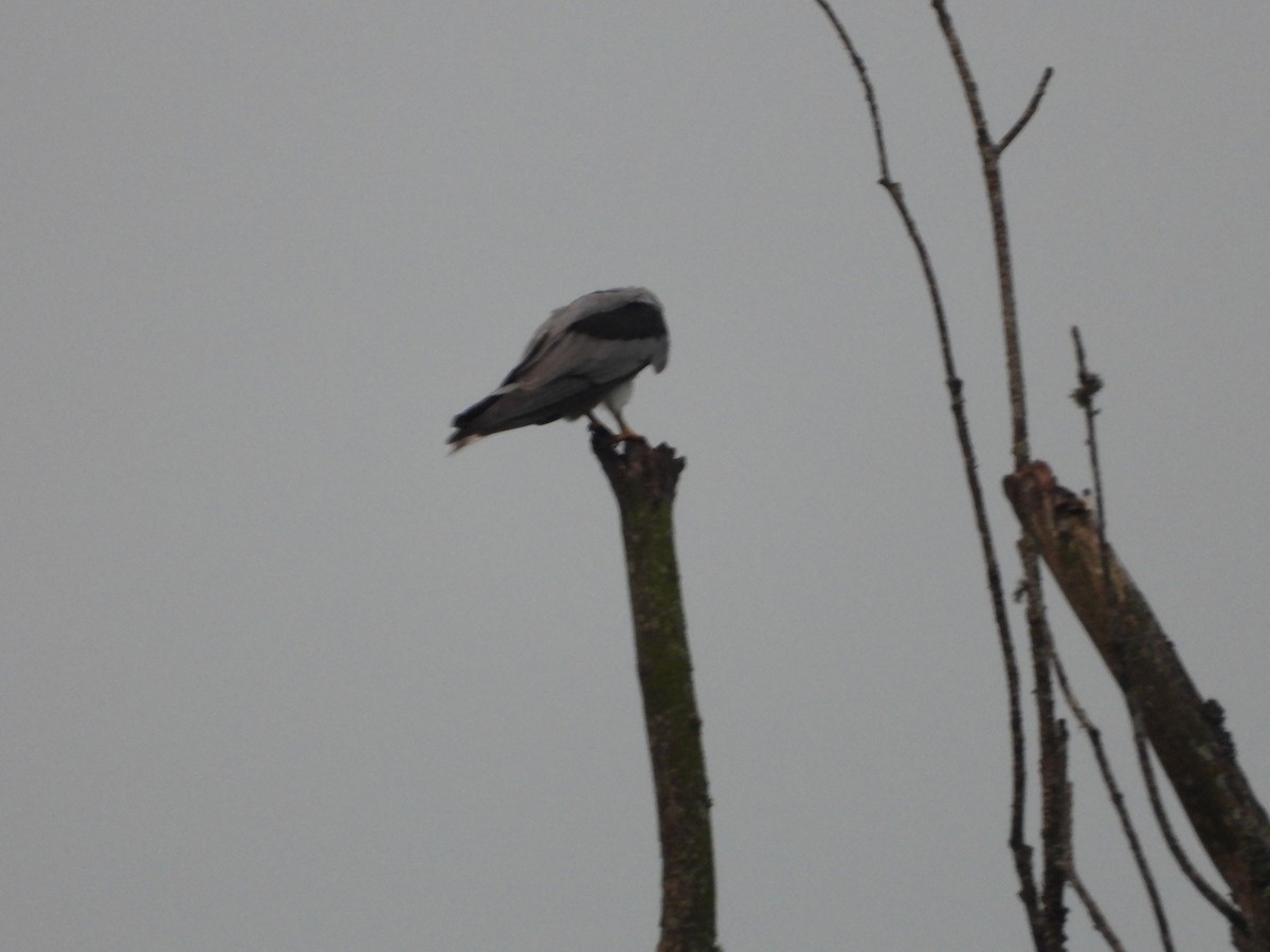 White-tailed Kite - ML644802766