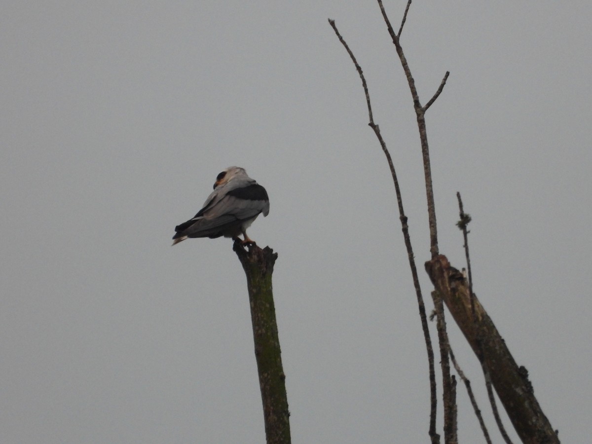 White-tailed Kite - ML644802767