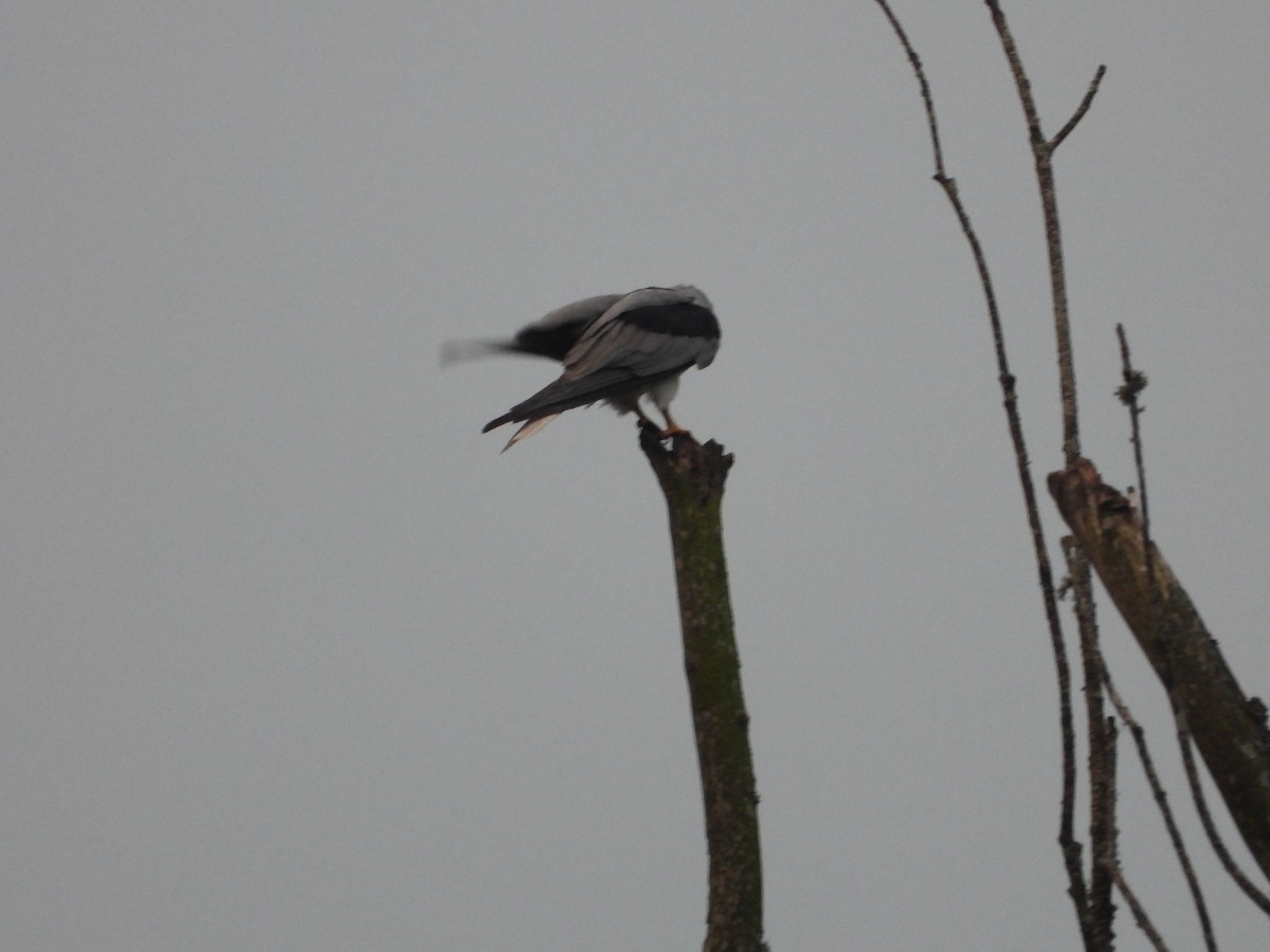 White-tailed Kite - ML644802768