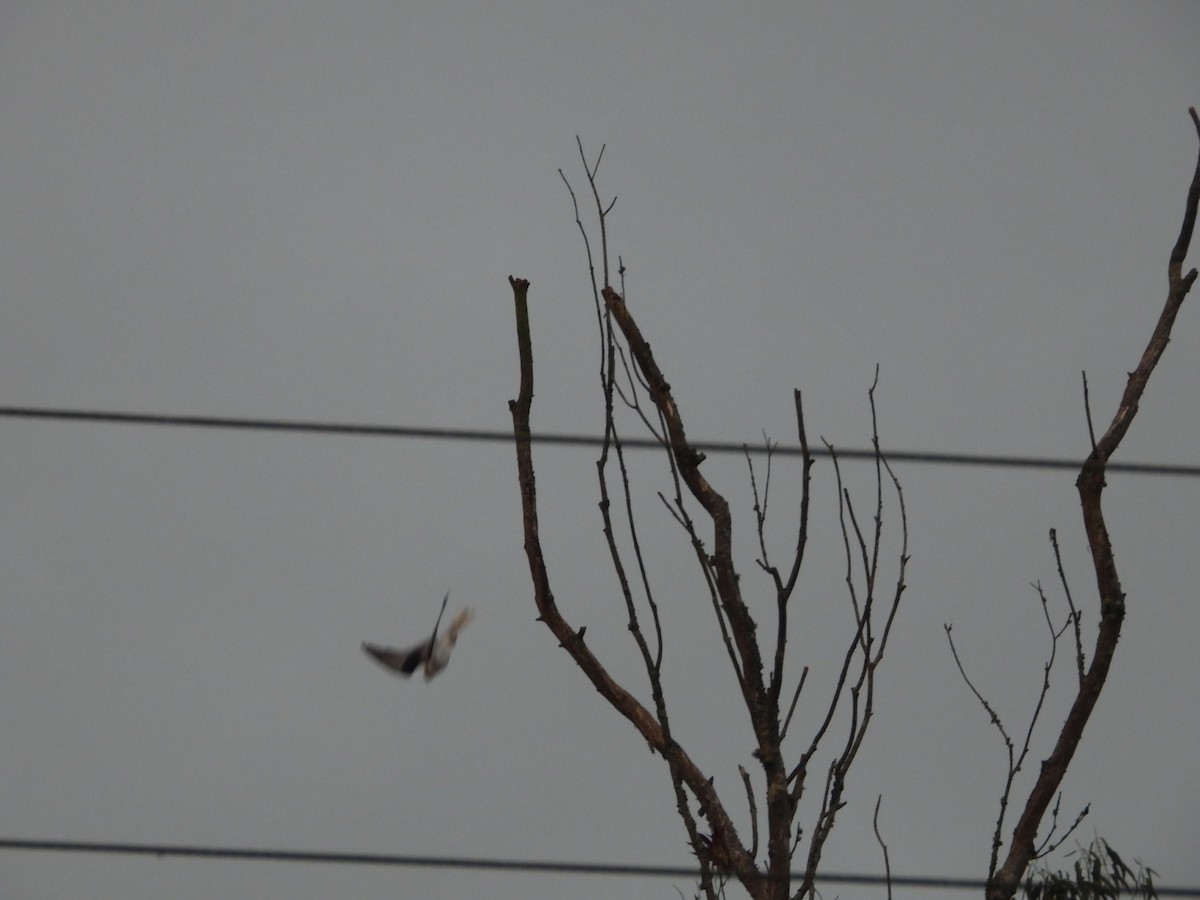 White-tailed Kite - ML644802769