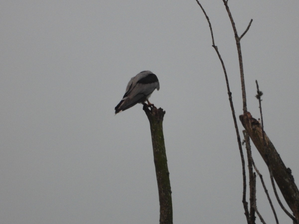 White-tailed Kite - ML644802770