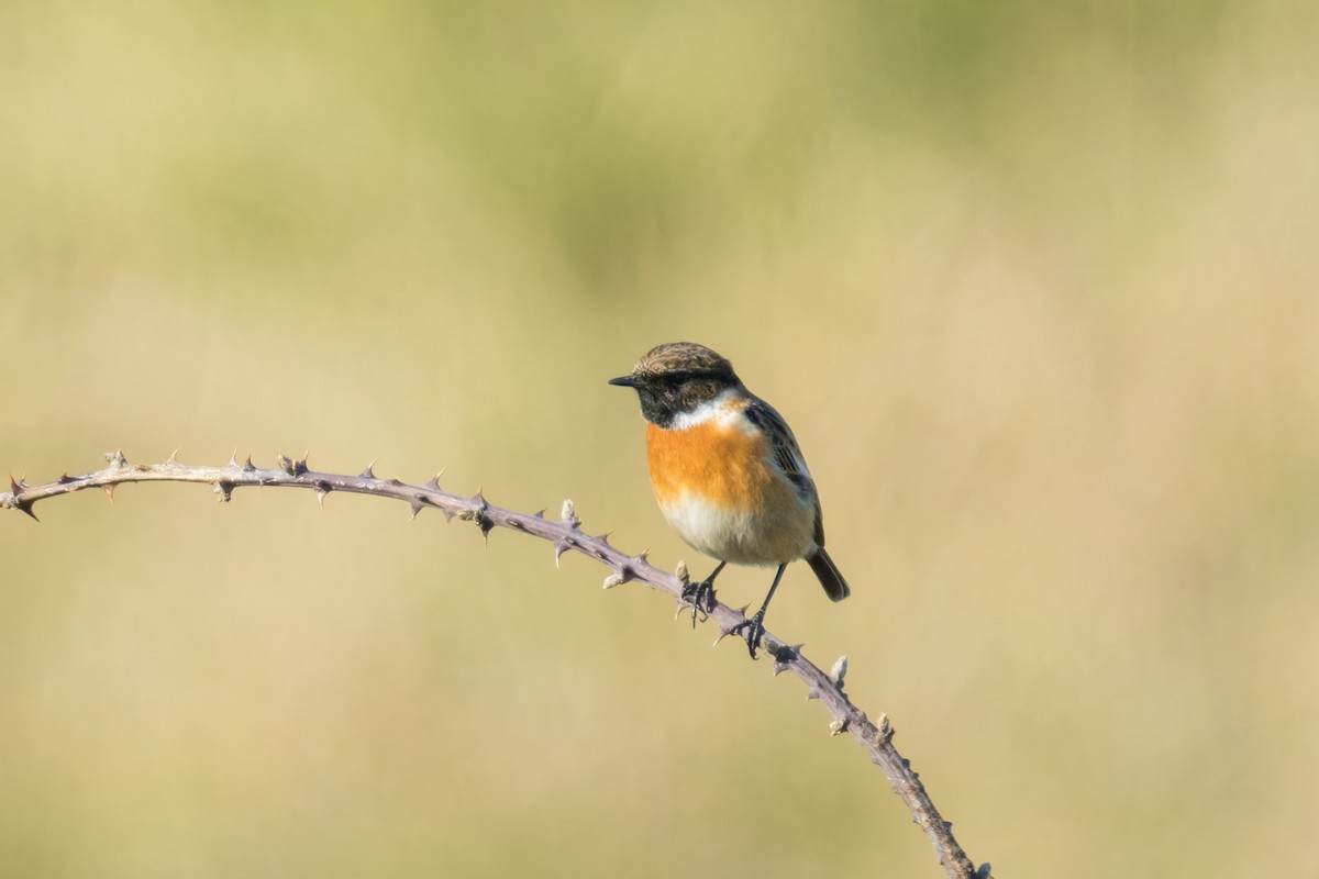 European Stonechat - ML644802771