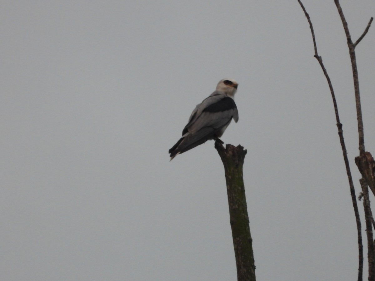 White-tailed Kite - ML644802772