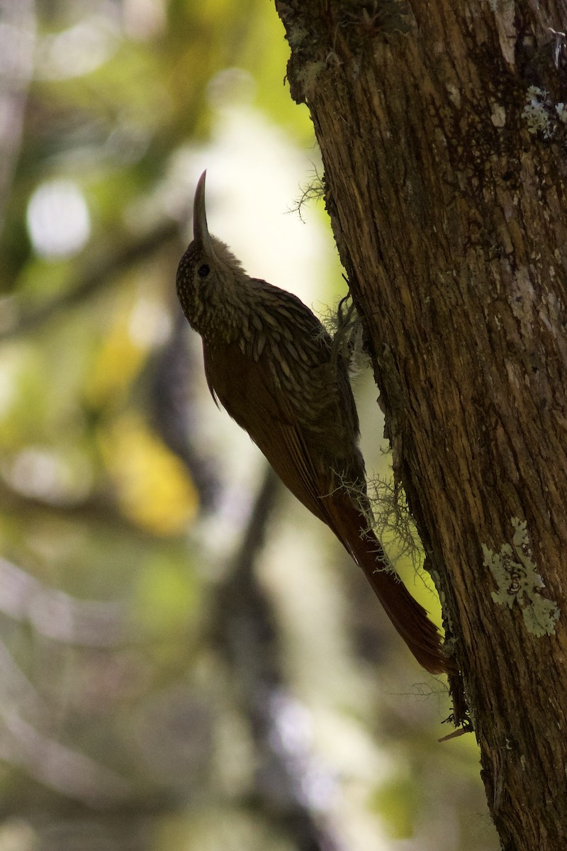 Spot-crowned Woodcreeper - ML644802775