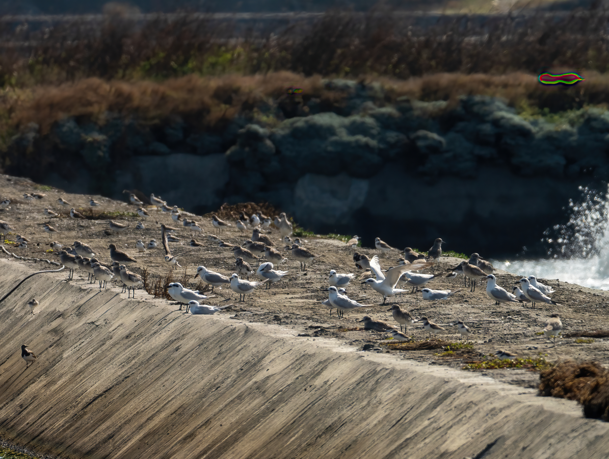 Gull-billed Tern - ML644802776