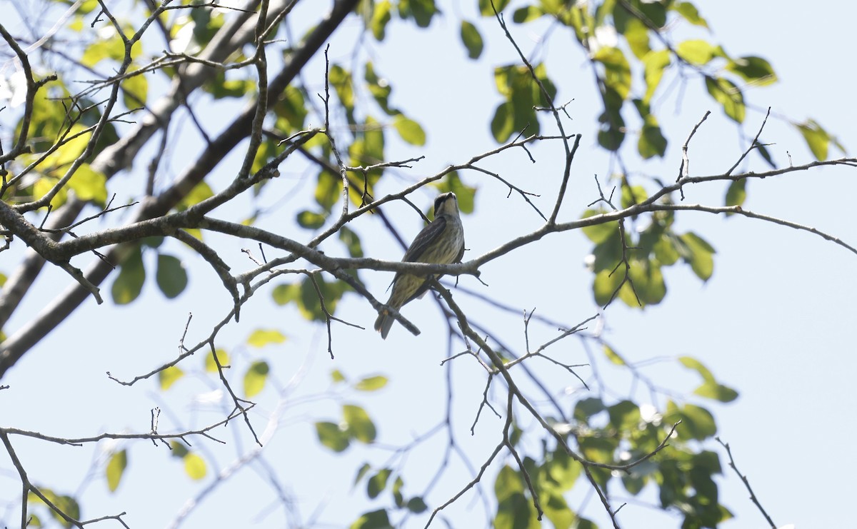 Piratic Flycatcher - ML644802777