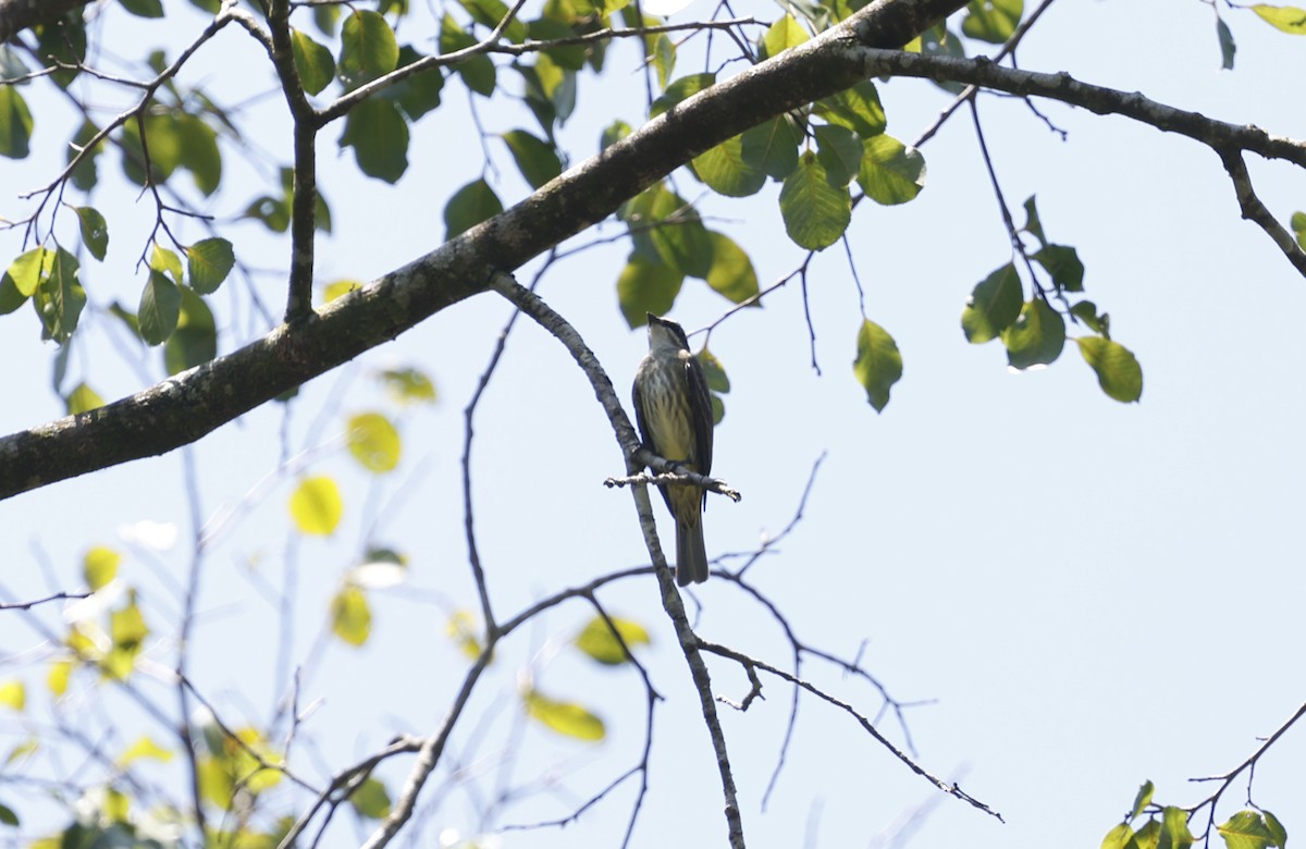 Piratic Flycatcher - ML644802778