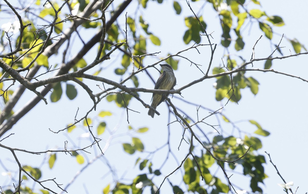 Piratic Flycatcher - ML644802779