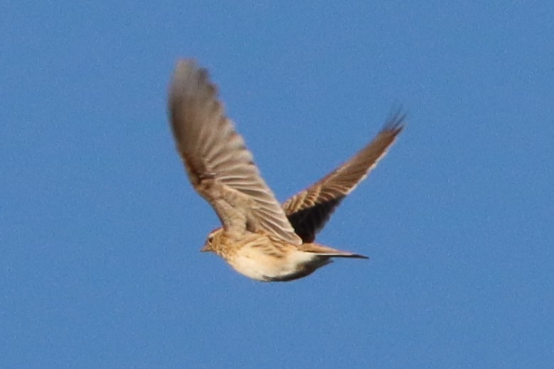 Eurasian Skylark - ML644802780