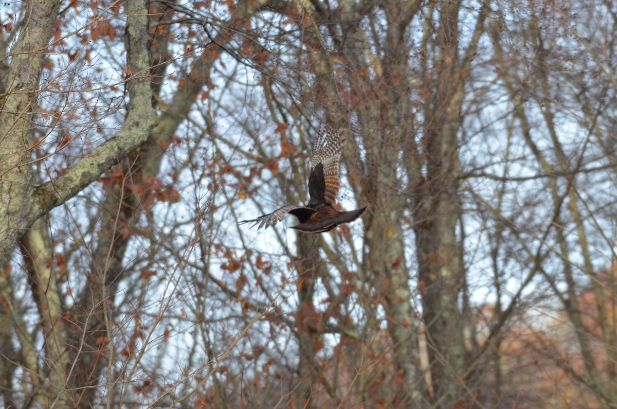 Wild Turkey - ML644802782