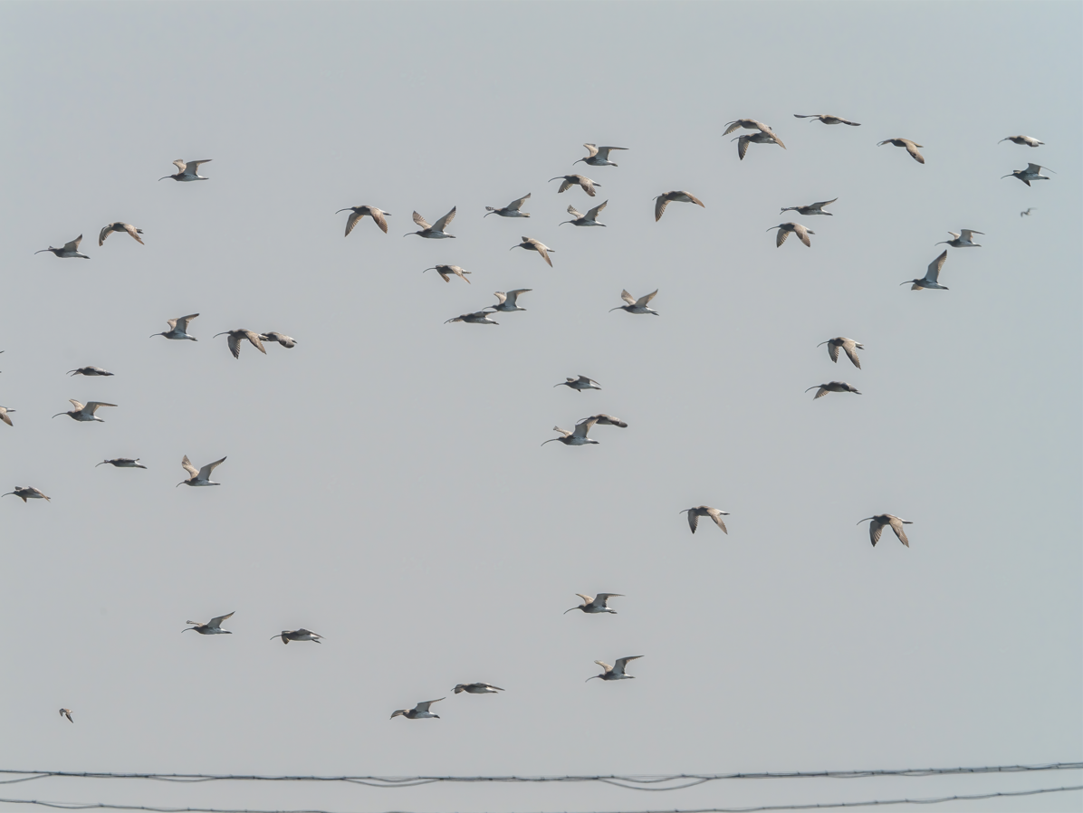 Eurasian Curlew - ML644802783