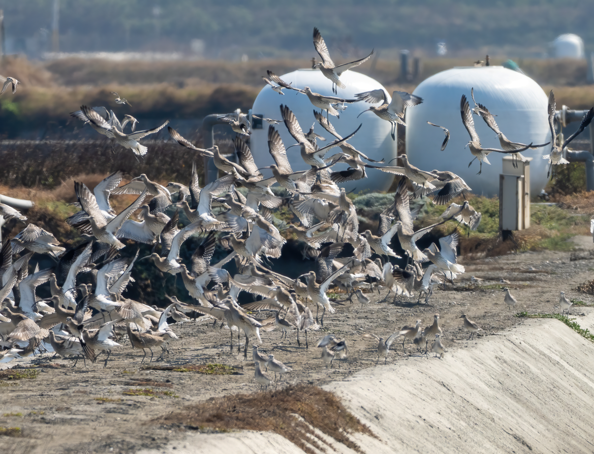 Eurasian Curlew - ML644802784