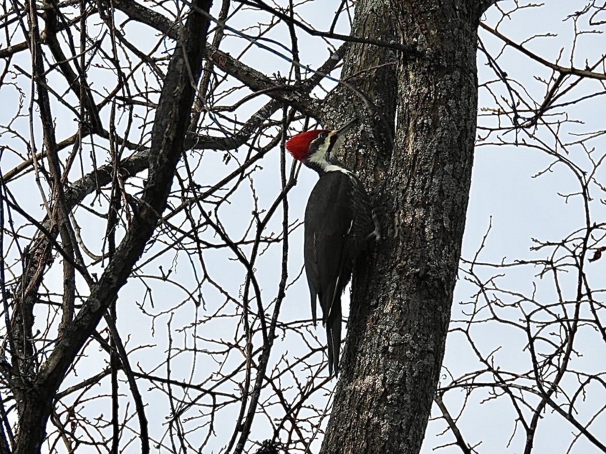 Pileated Woodpecker - ML644802786