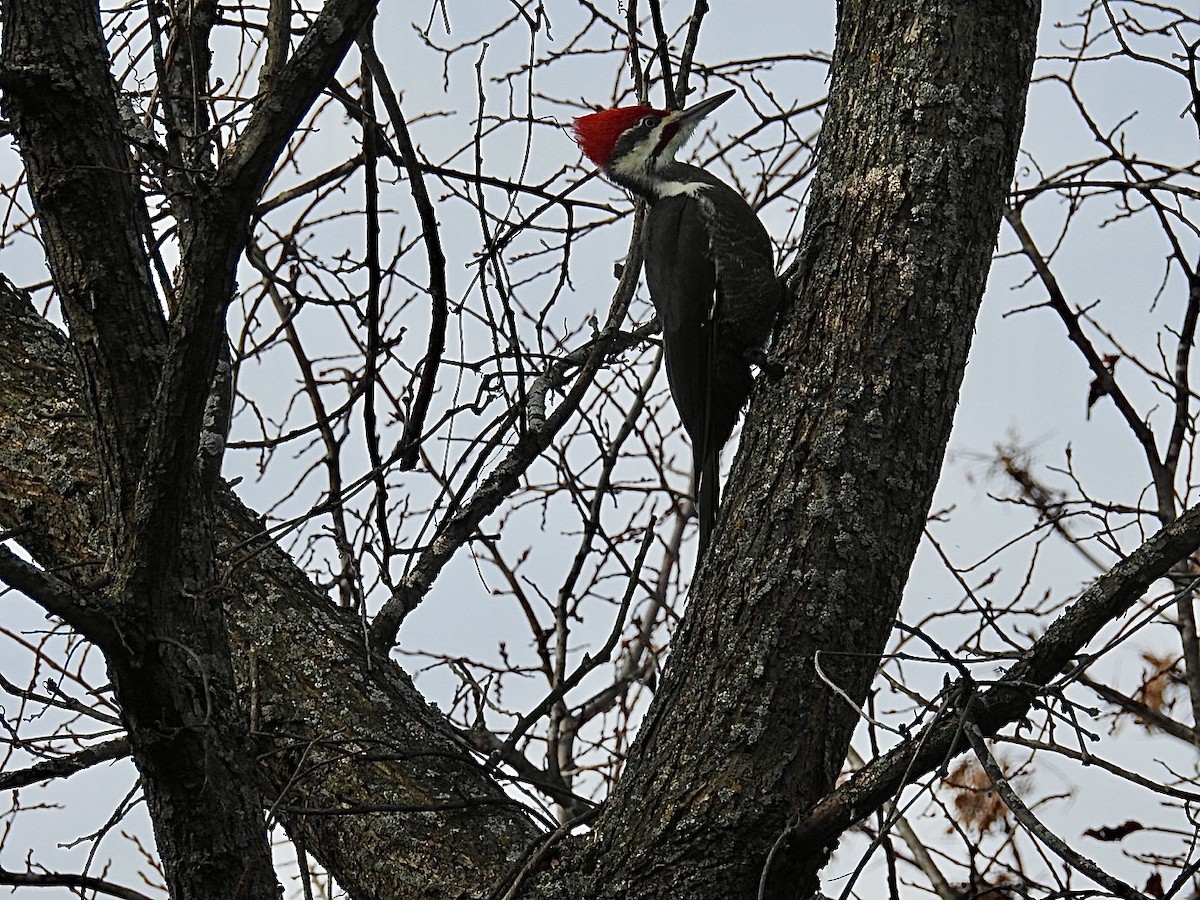 Pileated Woodpecker - ML644802787
