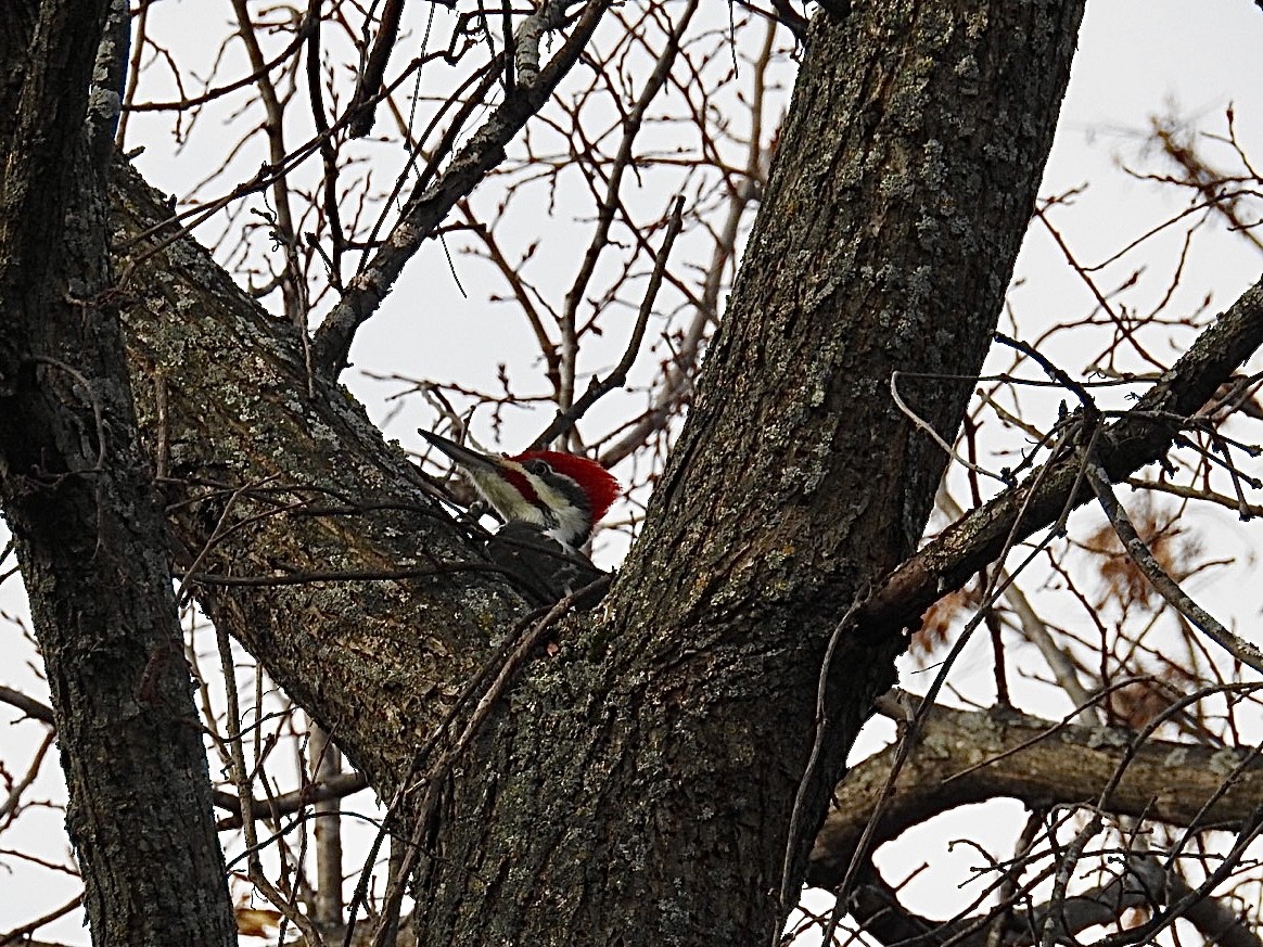 Pileated Woodpecker - ML644802788