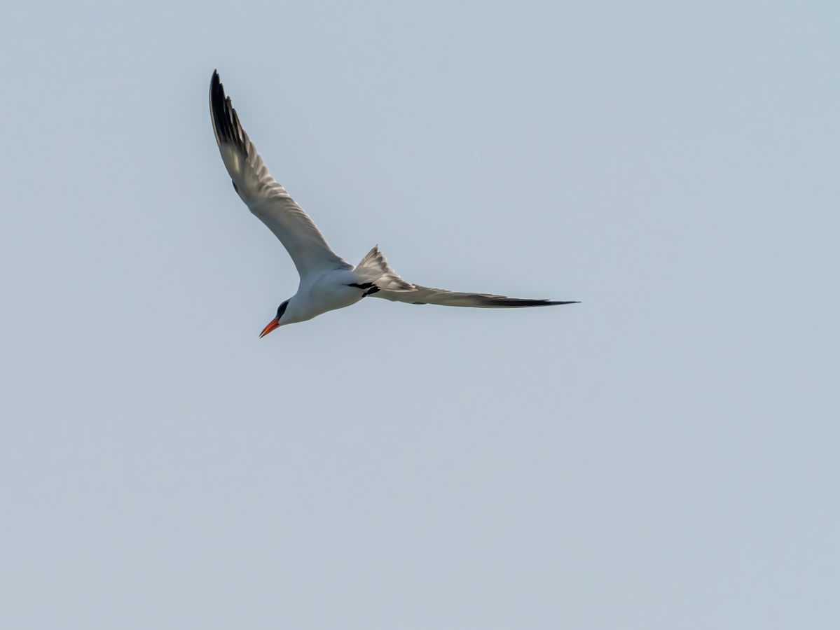 Caspian Tern - ML644802789